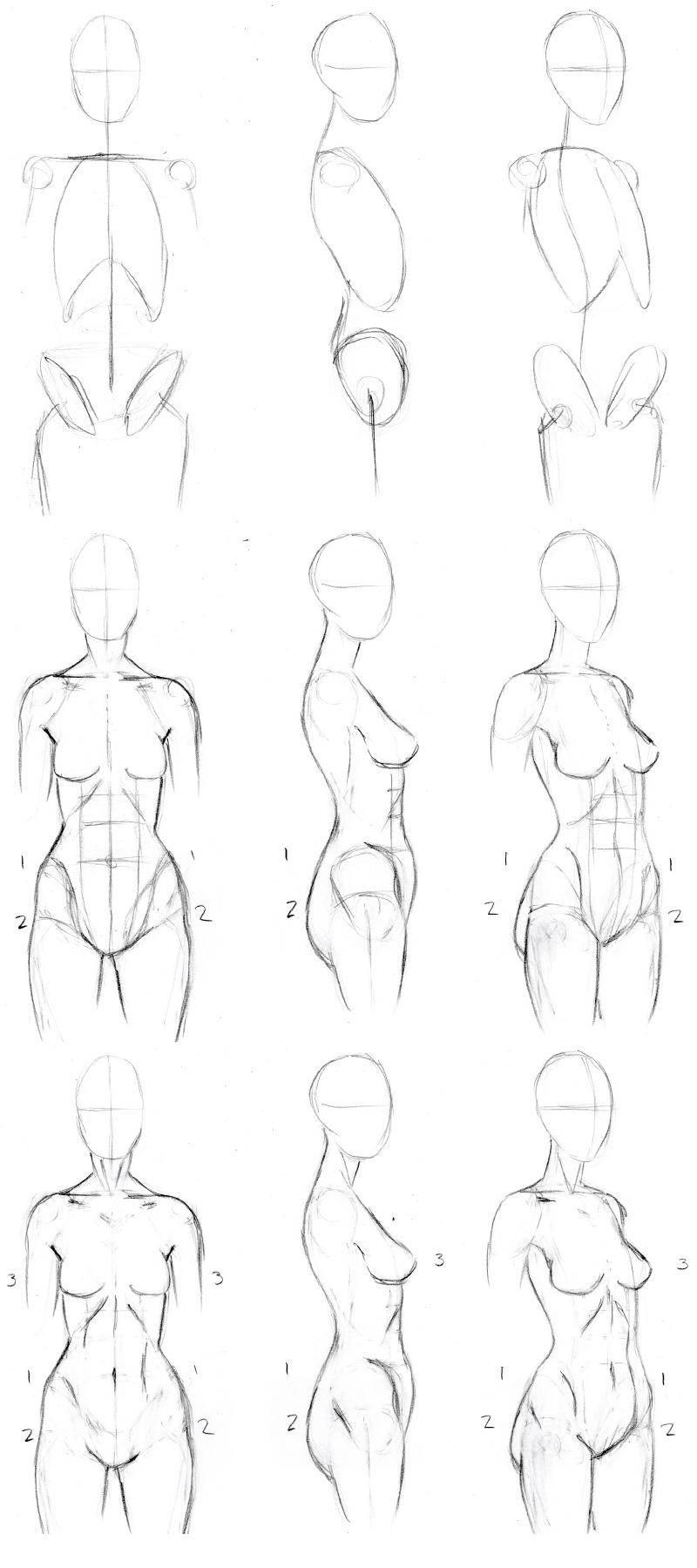 Female Torso Drawing 1800x800 Basic Female Torso Tutorial by timflanagan on DeviantArt