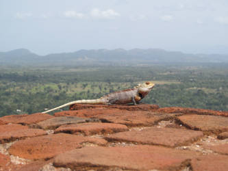 Desert Lizard (of some sort)