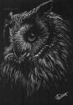 Black owl