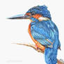 Kingfisher