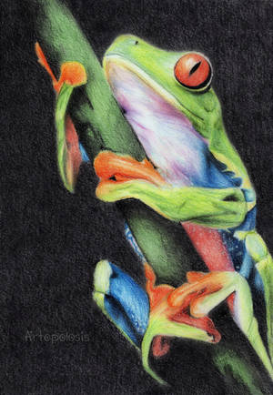 Frog by Anna655 Frog by Anna655