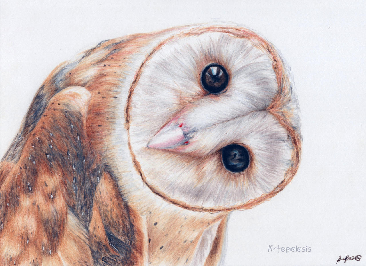 Super Cute Owl By Artopolosis On Deviantart