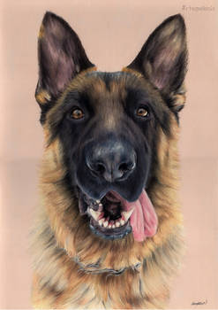 German shepherd