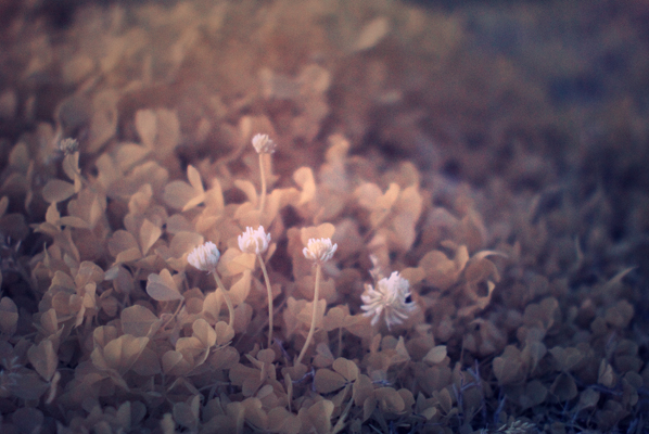 Infrared Tiny Flowers