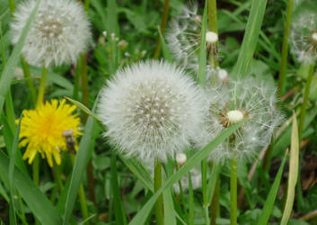 Dandelions