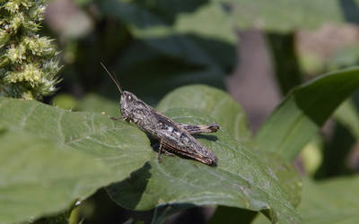 grasshopper