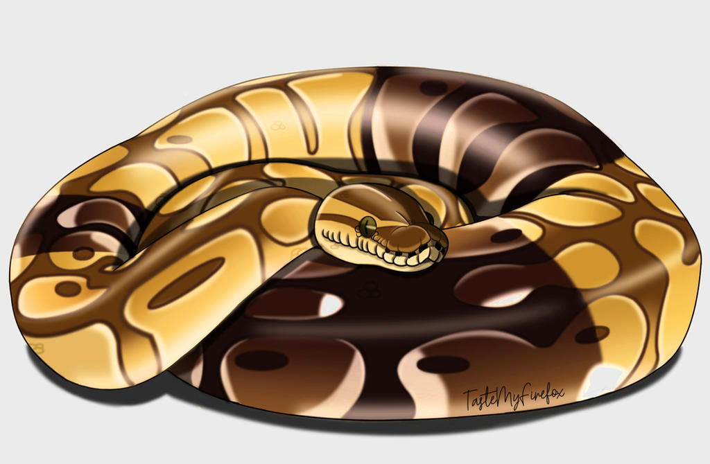Ball Python Gamer Wallpapers Ball python by Tastemyfirefox on DeviantArt