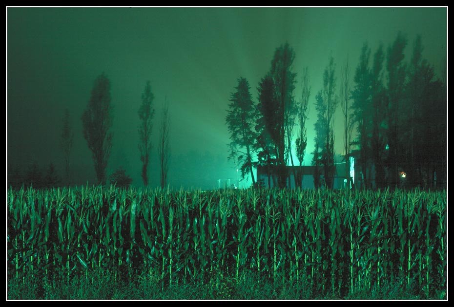 Green - Fog - And Some Corn