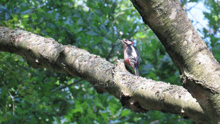 Woodpecker