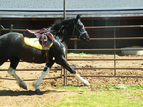 Dressage