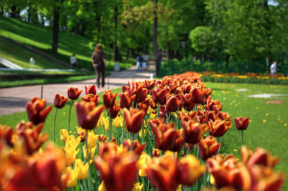 Petergof Tulips