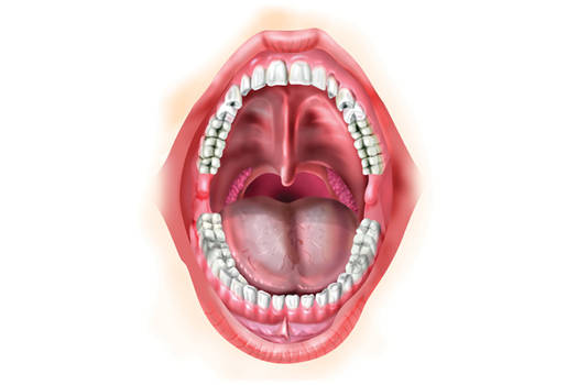 Anatomic Drawing mouth
