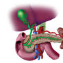 Anatomic Drawing Pancreas
