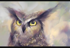 owl 01