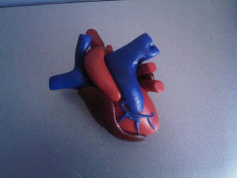 Anatomically correct heart