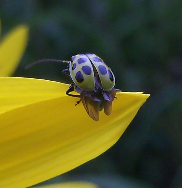 Lady Bug