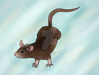 Rat