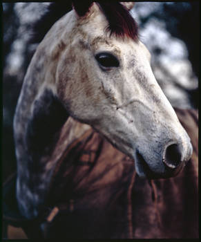 Jenna's horses VII.