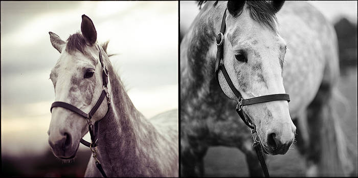 Jenna's horses VIII.