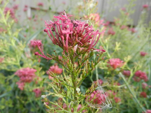 Pink flowers 1