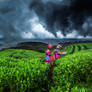 Yunan, Hilltribe Tea Terraces 2