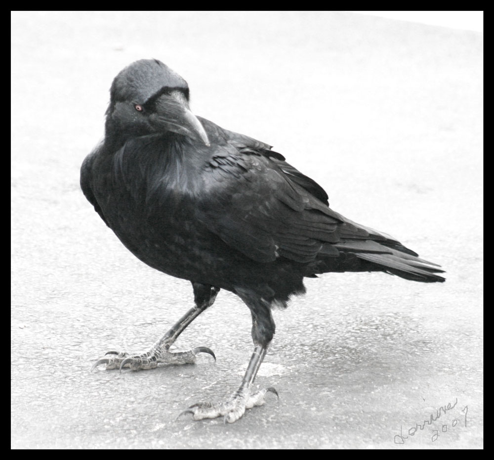 crow