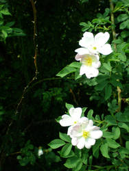 White Flower 4