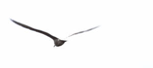 Seagull gliding through the air