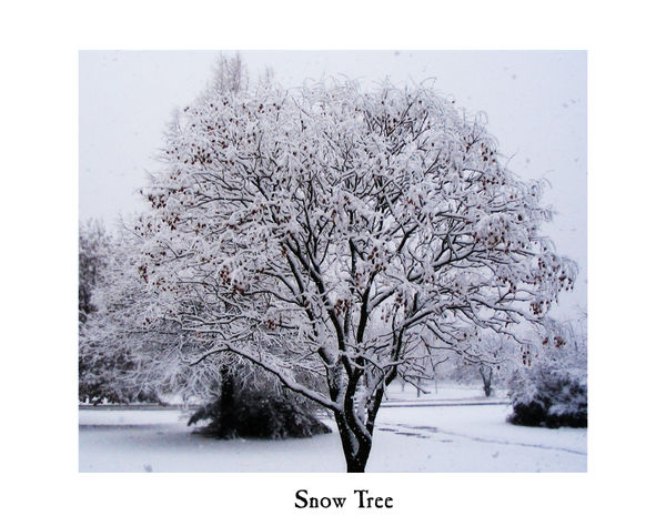 Snow Tree