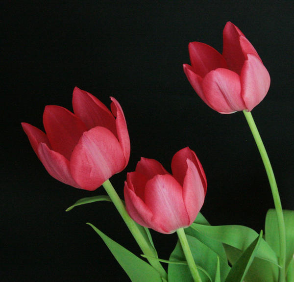 Pink Tulip Flower Stock 2