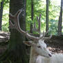 The White Stag