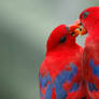 Parrot in love