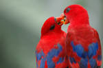 Parrot in love by wiltz