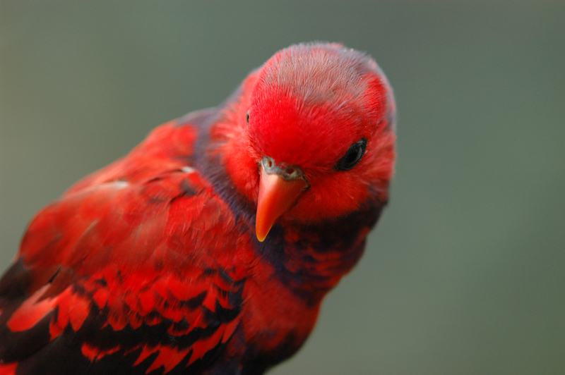 Little Cute Red Parrot