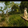 Meerkat in the wild