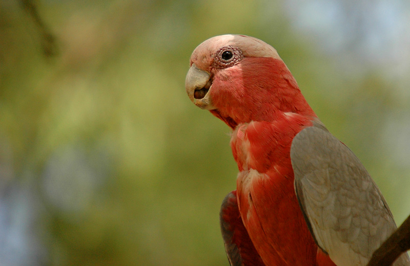 Smiling Parrot