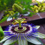 Passion Flower