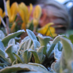 flowers in a square