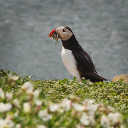 Guardians of the Inner Farne