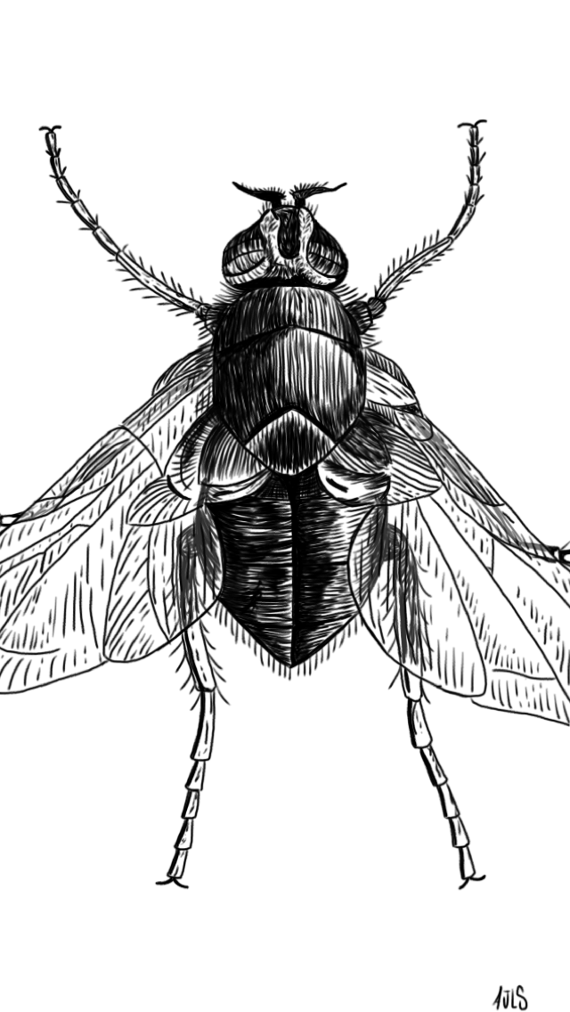 Protophormia terraenovae