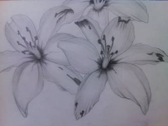 Lilies