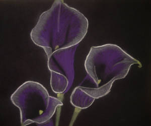 Calla lilies