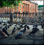 pigeons.. by iliushka