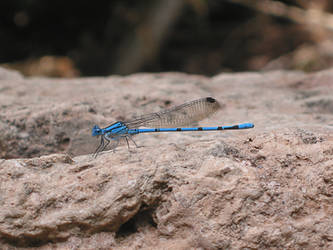 Blue Dragonfly