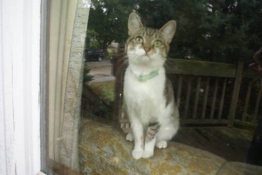 cute window cat