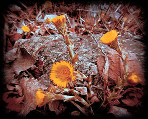 Spring Gloomy Flowers