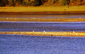 River At Low Tide - 2 by surrealistic-gloom