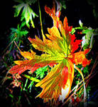 Maple Leaf Changing Colours by surrealistic-gloom