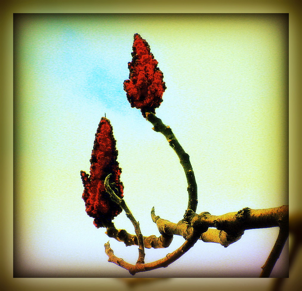 Spring Tree Buds