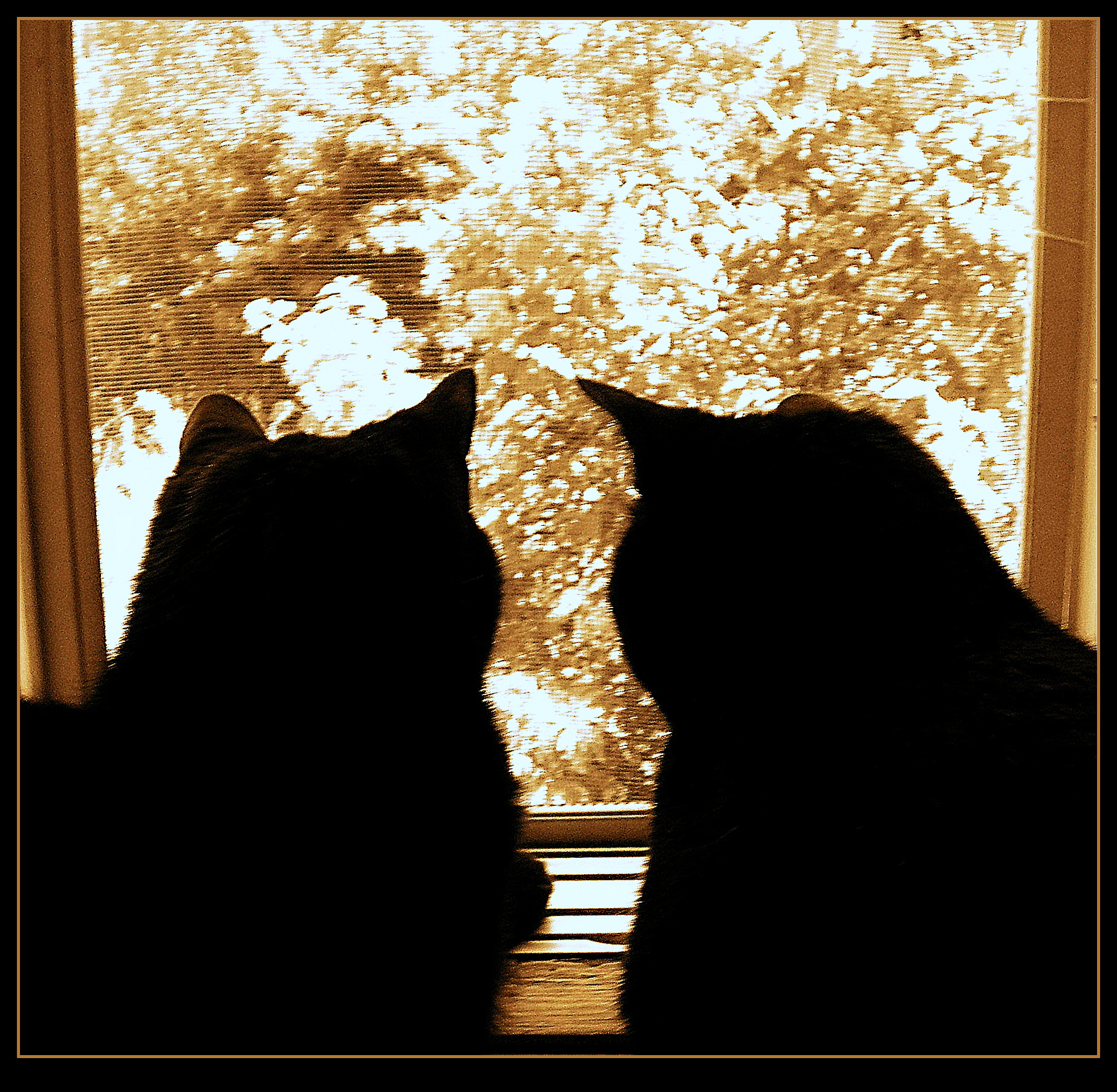 Cats At The Window